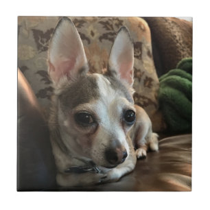 Chihuahua Dog Ceramic Tile