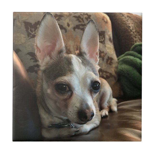 Chihuahua Dog Ceramic Tile (Front)