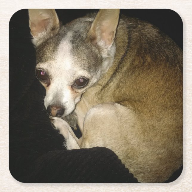 Chihuahua Dog Drink Coaster (Front)