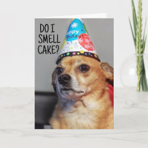 CHIHUAHUA DOG FUNNY BIRTHDAY CARD