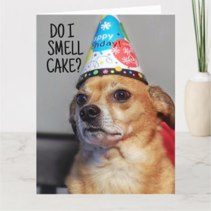 CHIHUAHUA DOG FUNNY BIRTHDAY CARD