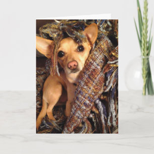 Chihuahua Dog in Blanket Greeting Card