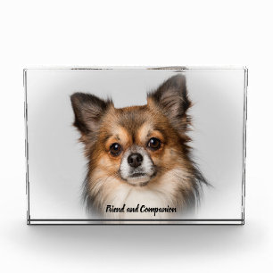 Chihuahua Dog. Photo Block