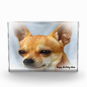 Chihuahua Dog. Photo Block