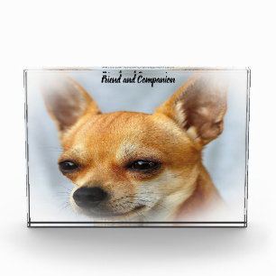Chihuahua Dog. Photo Block