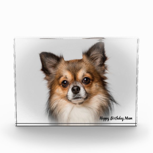 Chihuahua Dog. Photo Block (Front)