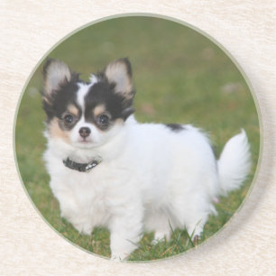 Chihuahua dog standing on a green lawn coaster