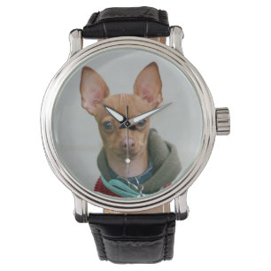 Chihuahua dog watch