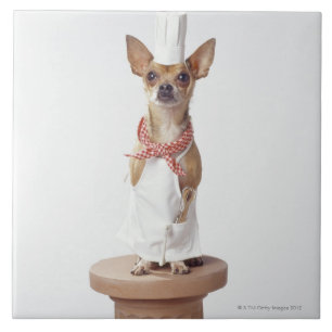Chihuahua dog wearing chef's whites, studio shot tile