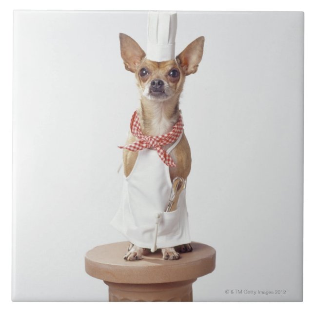 Chihuahua dog wearing chef's whites, studio shot tile (Front)