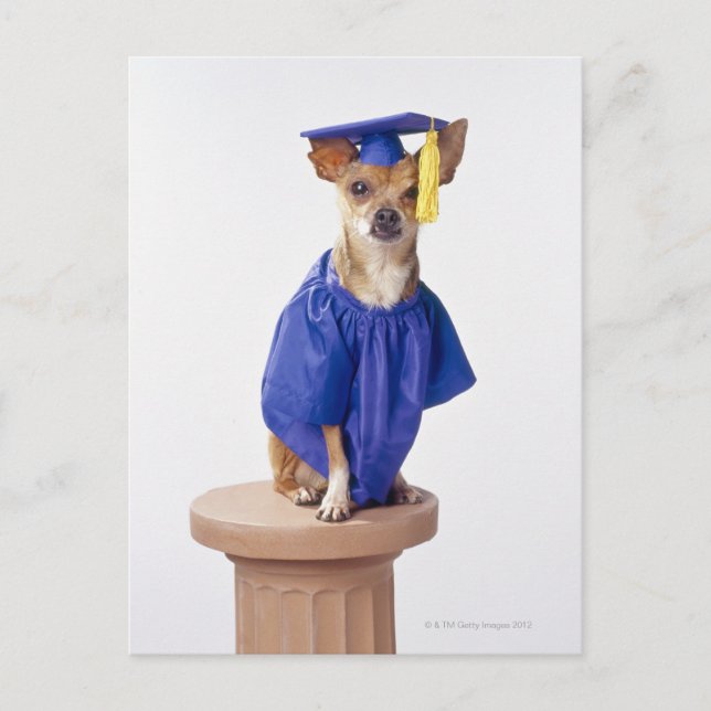 Chihuahua dog wearing graduation uniform, studio announcement postcard (Front)