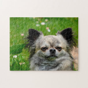 Chihuahua Dogs. Jigsaw Puzzle
