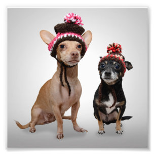 Chihuahua Dogs With Hats Photo Print