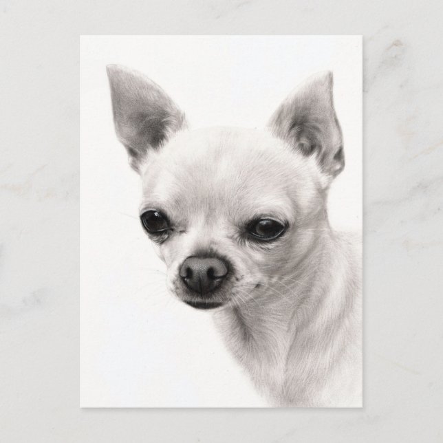 Chihuahua Face Study Hand Painted Artwork Postcard (Front)