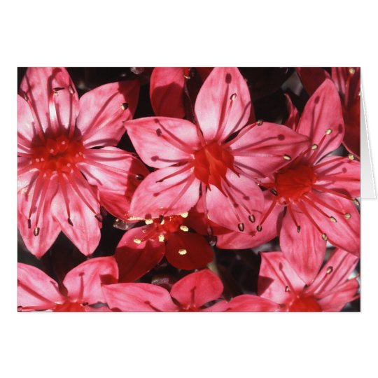 Chihuahua Flower Blossom and Facts Card