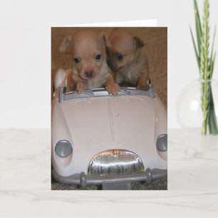 Chihuahua Greeting Card
