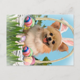 Chihuahua Happy Easter Gifts Holiday Postcard