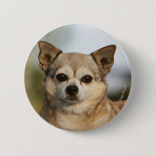 Chihuahua Headshot 2 Inch Round Button