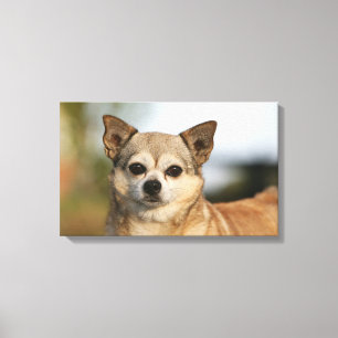 Chihuahua Headshot Canvas Print