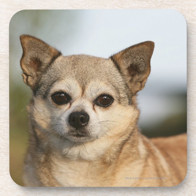 Chihuahua Headshot Coaster (Front)