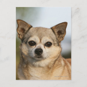 Chihuahua Headshot Postcard