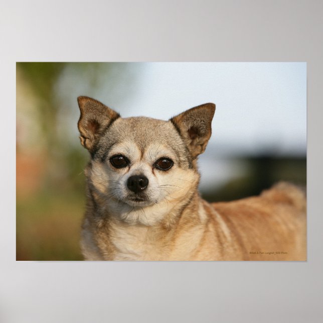 Chihuahua Headshot Poster (Front)
