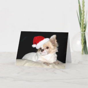 Chihuahua in a Santa Hat Holiday Card