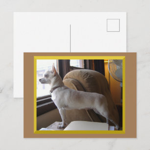 Chihuahua In The Office Postcard
