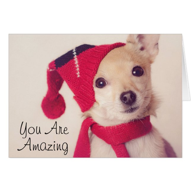 Chihuahua In Winter Cap (Front Horizontal)