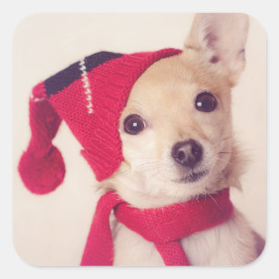 Chihuahua In Winter Cap Square Sticker