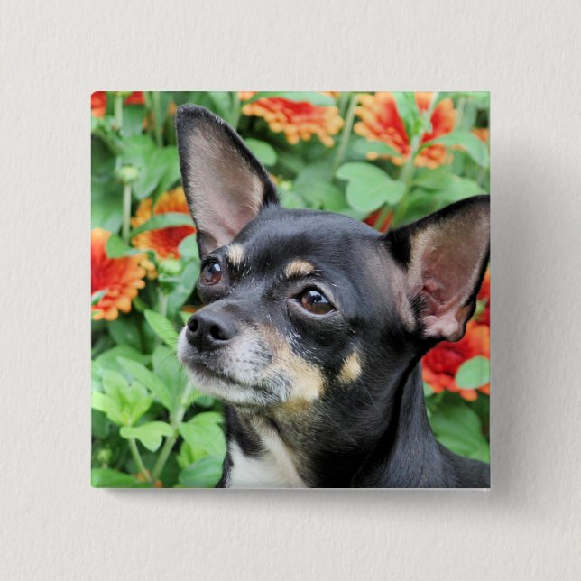Chihuahua - Isabella - Photo 41 2 Inch Square Button (Front)
