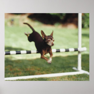 Chihuahua Jumping Hurdle Poster