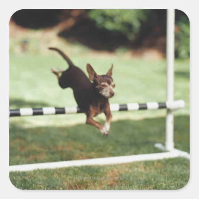 Chihuahua Jumping Hurdle Square Sticker (Front)