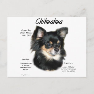Chihuahua (long) History Design Postcard