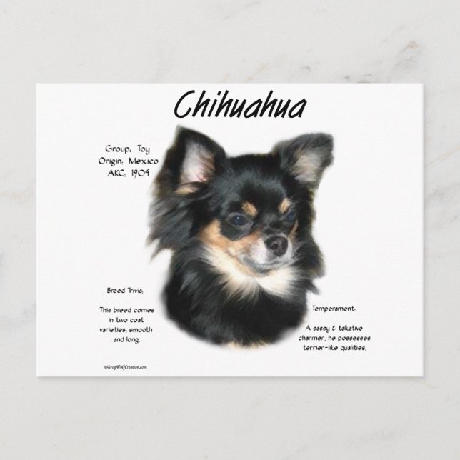 Chihuahua (long) History Design Postcard (Front)
