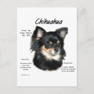 Chihuahua (long) History Design Postcard