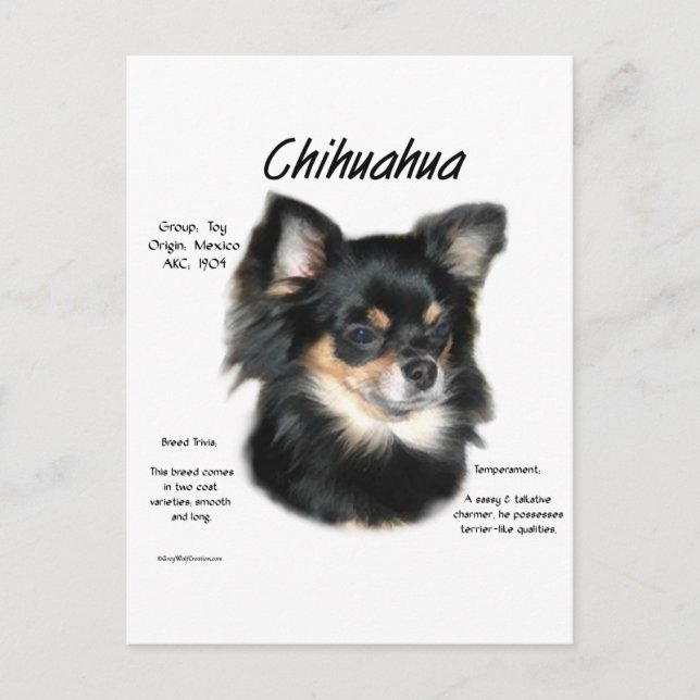 Chihuahua (long) History Design Postcard (Front)
