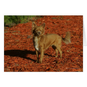 Chihuahua Looking at Camera