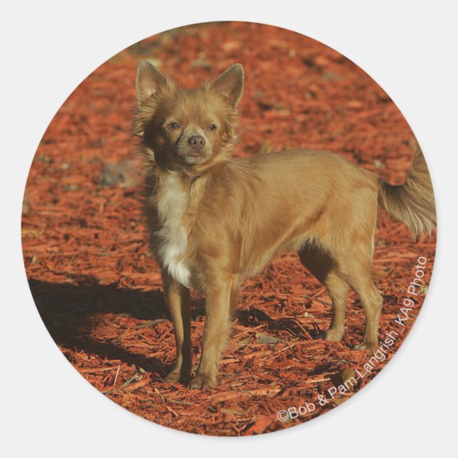 Chihuahua Looking at Camera Classic Round Sticker (Front)