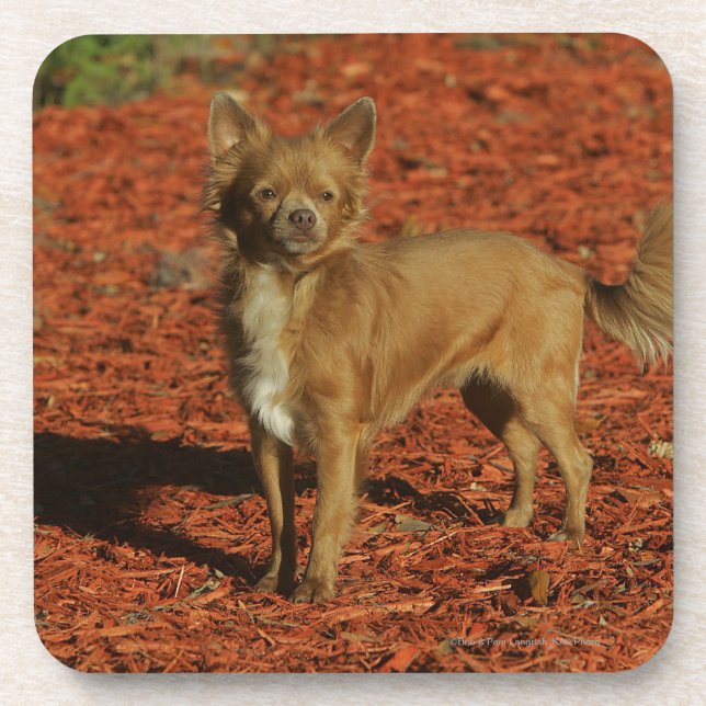 Chihuahua Looking at Camera Coaster (Front)