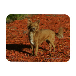 Chihuahua Looking at Camera Magnet