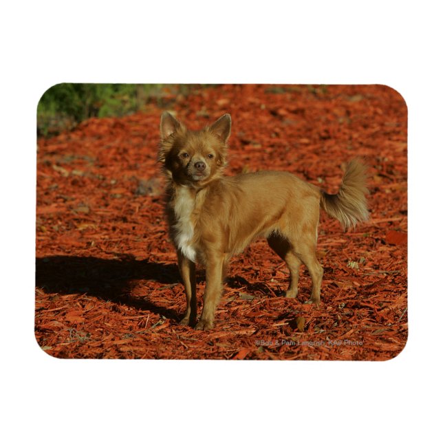 Chihuahua Looking at Camera Magnet (Horizontal)