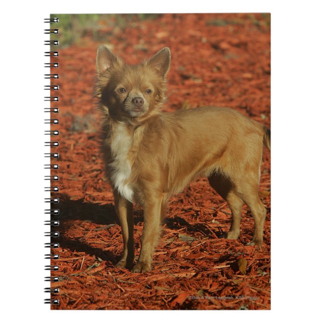 Chihuahua Looking at Camera Notebook (Front)