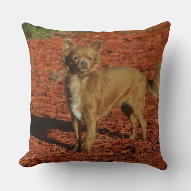 Chihuahua Looking at Camera Throw Pillow (Front)