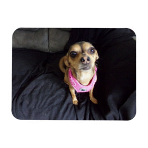Chihuahua Looking at You No 2 Flexible Magnet