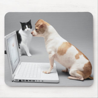Chihuahua looking into the screen of a laptop mouse pad