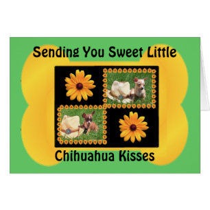 Chihuahua Lover Delight