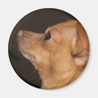 Chihuahua Magnet