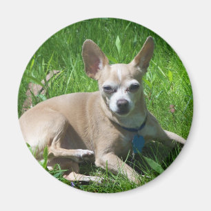 chihuahua magnet