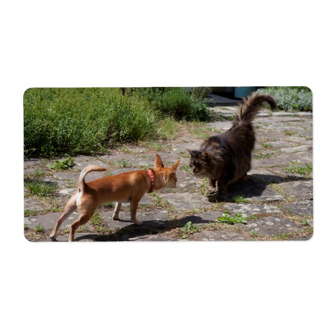 Chihuahua Meets Cat (Front)